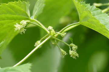 Beginnende Hopfenblüte mit grünen Blättern