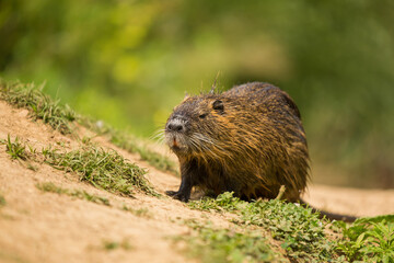The coypu (Myocastor coypus), large brown rodent , detail portrait, wild scene from nature, Slovakia.