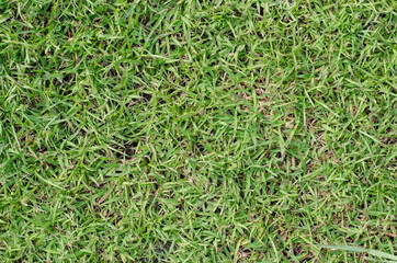 Green Grass of Field in Summer in Soft Focus Background.