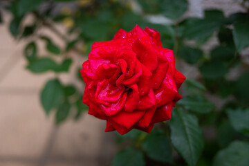 薔薇の花の近影