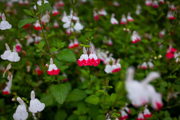 5月に咲いてた花