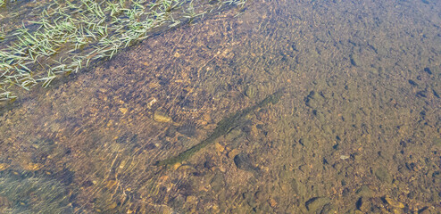 Some long water plant like wired shape