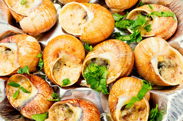 Closeup of eating snails