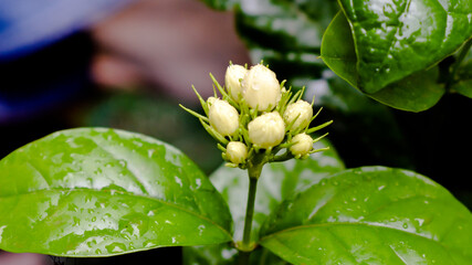 Obraz premium Flower buds of Cape jasmine (Gardenia jasminoides).