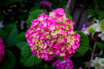 紫陽花の花の近影