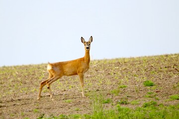 sarna © Robert
