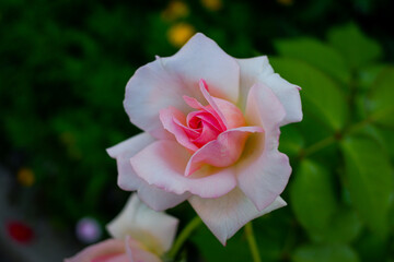 薔薇の花の近影