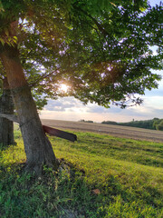 tree in the field