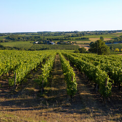 Fototapeta na wymiar Paysage en France, vignoble en Anjou.