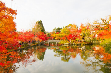Fototapeta premium Autumn colorful