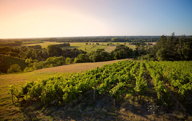 Fototapeta na wymiar Vallée de la Loire, paysage de vigne en Anjou.