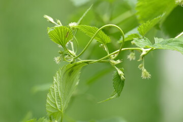 Hopfenblätter mit Beginn der Blüte