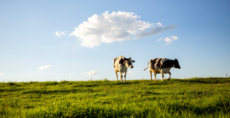 Troupeau de vaches laitières en campagne.