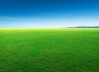 Fototapeta premium Natural green grass field and blue sky