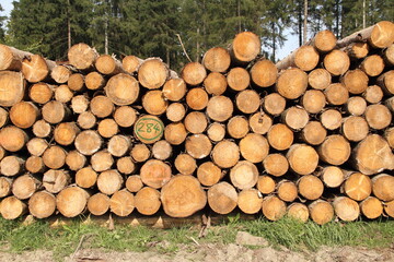 a freshly felled wooden pile in the forest