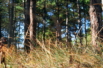forest on a bright day - beautiful autumn landscape and wildlife
