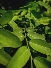 Indigofera tinctoria tree nature background in the garden