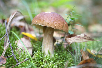 Borovik grows on a background of green moss. A white mushroom stands in the forest.