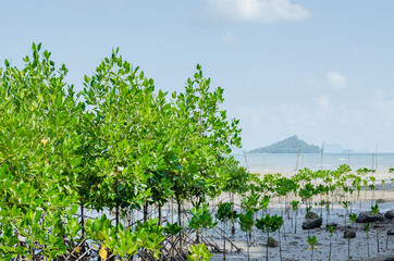 Fototapeta na wymiar The Mangrove Tree (botanical name is Rhizophora Mangle) at Sea Shore.
