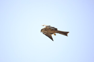A kite
