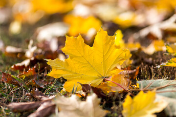 Delightful autumn yellow maple leaves close-up with place for text.