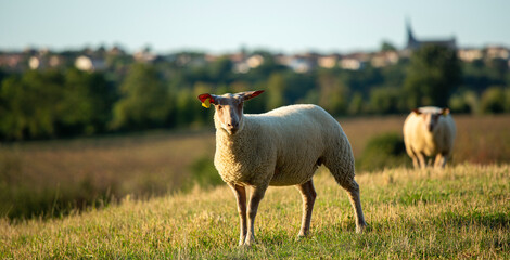 Obraz premium Troupeau de mouton en France en pleine nature.