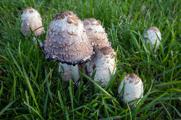 Coprinus comatus, shaggy ink cap mushroom