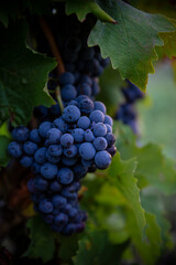 Fototapeta premium Grappe de raisin noir dans un vignoble en France.