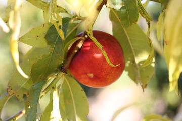 Nectarines | Nectarine