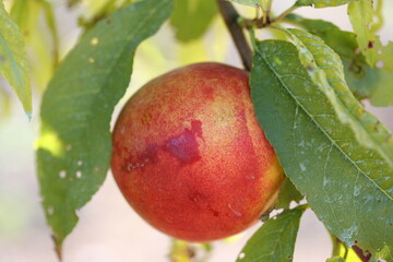 Nectarines | Nectarine