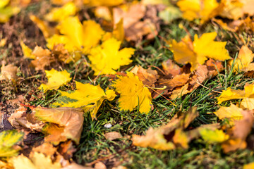 Delightful autumn orange maple leaves close-up with place for text.
