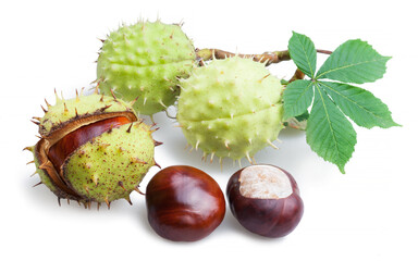 Horse chestnut fruits and chestnut spiky capsules isolated on white background.