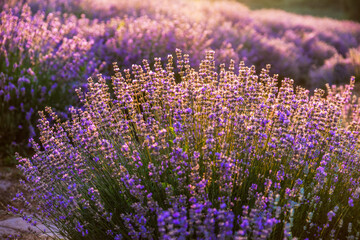 Obraz premium Colorful flowering lavandula or lavender field in the dawn light.