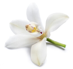 Naklejka na ściany i meble Vanilla orchid vanilla flower isolated on white background.