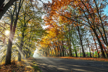 Fototapeta premium Beautiful autumn landscape with the road and the sun's rays of the setting sun.