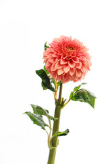 Pink fragile dahlia flower isolated on white background, greeting card