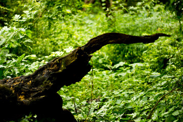 Fototapeta premium National Park
