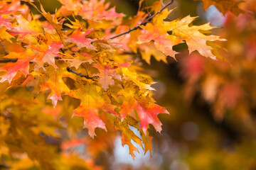 Delightful autumn orange maple leaves close-up with place for text.