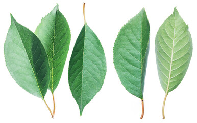 Fototapeta premium Green cherry leaves on the white background.