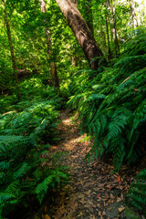 Beautiful nature on the trek, on the path next to ferns, in the Cubo de la Galga natural park on the northeast coast of the island of La Palma, Canary Islands. Spain