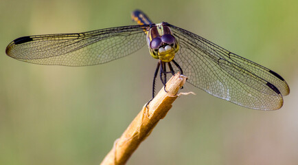 Dragon Fly
