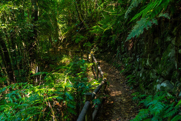 Beautiful nature on the trek, on the path next to ferns, in the Cubo de la Galga natural park on the northeast coast of the island of La Palma, Canary Islands. Spain