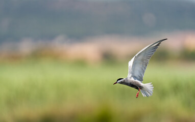 Common tern in the air with open wings