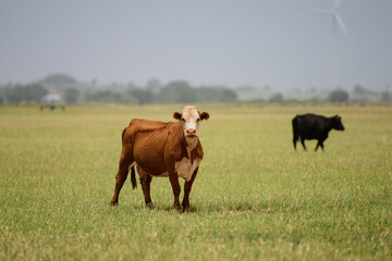 Fototapeta premium Cowshed and cows on pasture. Agriculture and farming animal concept.