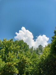 trees and sky