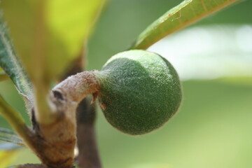 Loquat | Nèfle du Japon