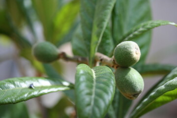 Loquat | Nèfle du Japon