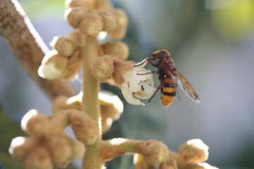 Loquat | Nèfle du Japon
