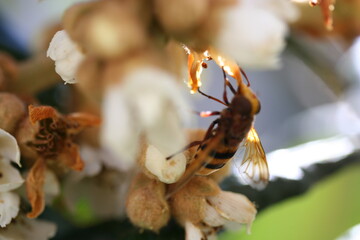 Loquat | Nèfle du Japon