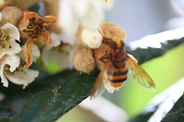 Loquat | Nèfle du Japon